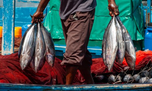 Many of our seafood favorites aren’t ocean- or planet-friendly — here are 6 ways to eat better