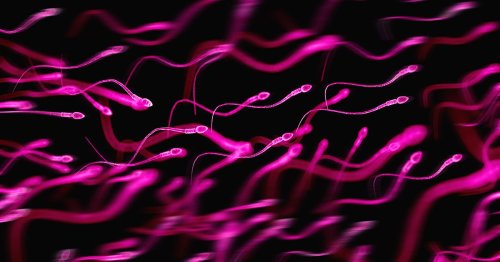 Scientists Discover New Use For Sperm
