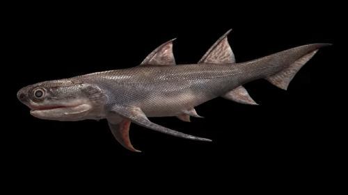 Fósiles de un pez dentado serían una evidencia concreta de la existencia de vertebrados mucho antes de lo que se pensaba
