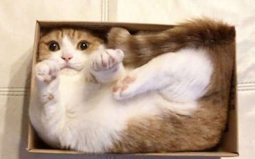 ¿Por qué los gatos no pueden resistirse a una caja… incluso si es imaginaria?