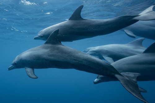 La inesperada capacidad de los delfines para tejer nuevas alianzas y evitar conflictos