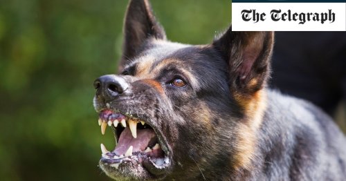 Man stabs dog to death after it attacked his wife