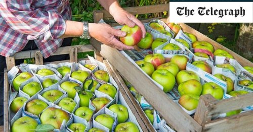What to plant in your garden in autumn - 37 gardening jobs to do now