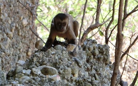 Monkeys create stone tools forcing scientists to rethink human evolution