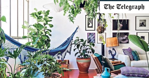 The dark side of our houseplant obsession