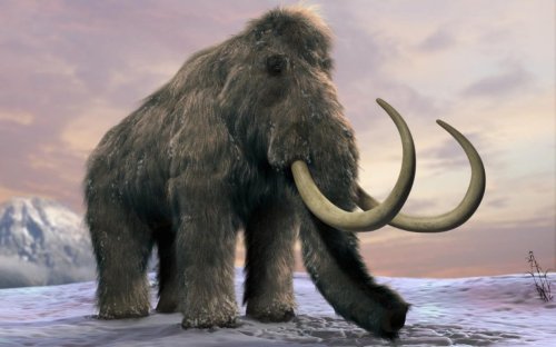 Woolly mammoth will be back from extinction within two years, say Harvard scientists