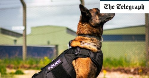 Police dogs putting the bite on criminals to be given bulletproof vests
