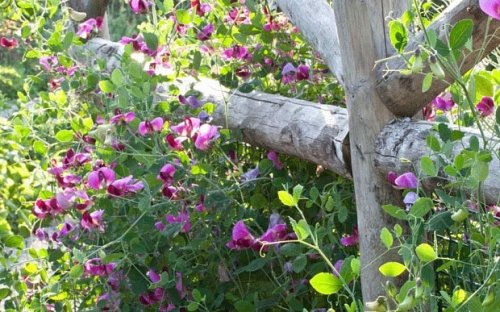 How to grow sweetpeas: fill your garden with amazing scent