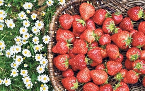 'Army' of bees to be trained to pollinate strawberries