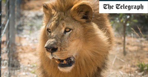 Lions kill child led into their enclosure by wildlife sanctuary worker