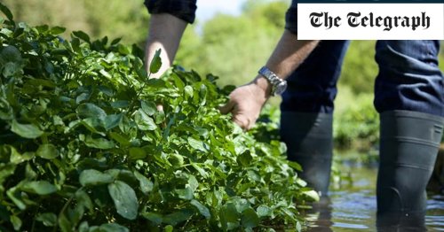 The quiet Hampshire town that's obsessed with watercress