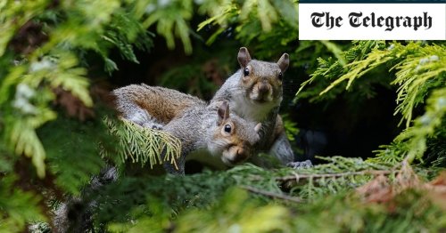 Castrate squirrels and serve prisoners culled deer meat, says latest net zero plan