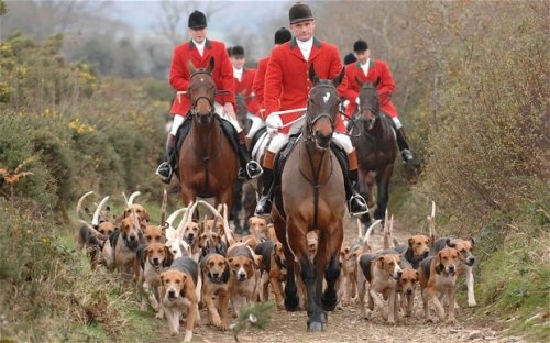 Tories to legalise fox hunting if they win 2015 general election