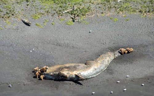 Bears scavenge huge whale carcasses on Alaska coast