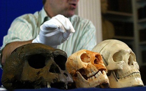 Mystery 'hobbits' not humans like us, study finds