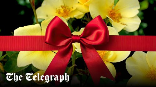 The nine best plants to give for Mother’s Day
