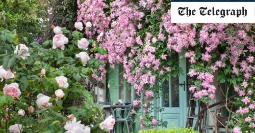 How to plant climbers: A beginner's guide to planting clematis, roses and more