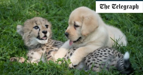 Puppy and cheetah cub to be raised as brothers