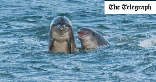 Eight things you didn’t know about dolphins
