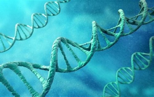 Harvard University uncovers DNA switch that controls genes for whole-body regeneration
