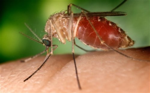 Some of us are simply born delicious &ndash; mosquitoes can taste it