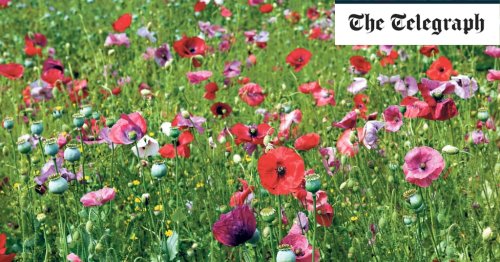 10 of the best poppy varieties that grow in all types of soil