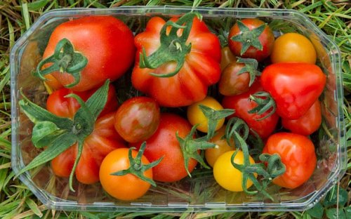 How to make supermarket tomatoes taste home-grown