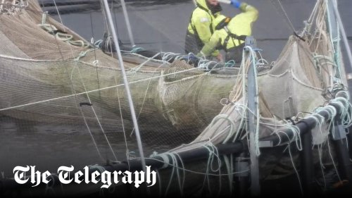 Watch: Organic salmon farm suspended by RSPCA for ‘beating’ fish to death