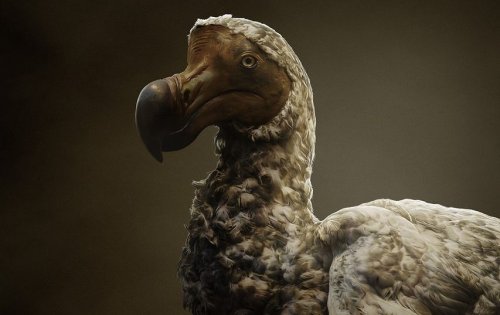 Scientists pledge to 'de-extinct' the dodo