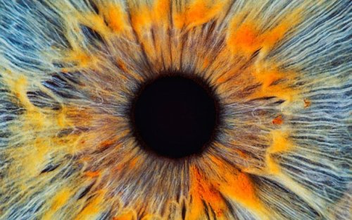 Does the human eye prove that God exists?