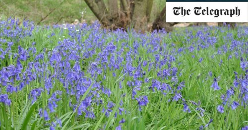 Gardening jobs to do in April: a guide to borders, wildlife gardening and vegetable plots