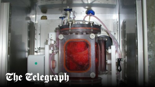 Grow-your-own organs could be here within five years, as scientists prove they work in pigs 