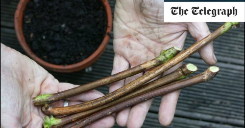 How to take hardwood cuttings and grow more of your best shrubs and trees in winter 2021