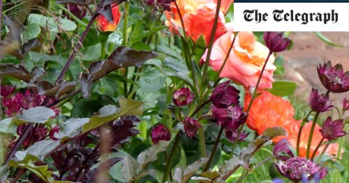Top 10 ideas for fashionistas: Chelsea Flower Show 2017