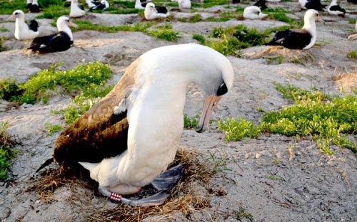 World's oldest wild bird returns to shore to lay egg at age of 64