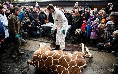 Danish zoo shoots giraffe and feeds carcass to carnivores