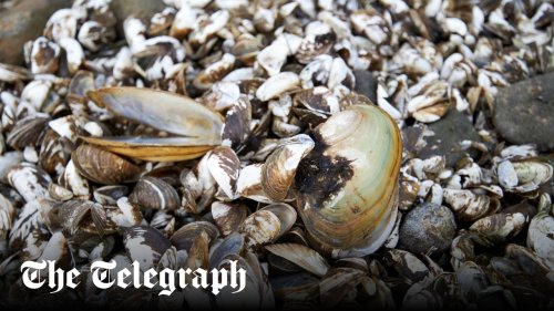 Wind farms could kill off Britain’s endangered pearl mussels