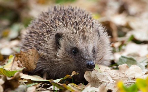 Hedgehogs vanish from British gardens