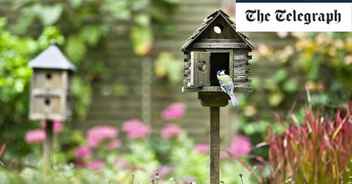 How to make your garden an Airbnb for nesting birds