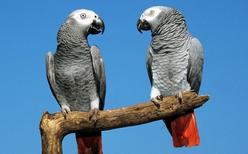 Revealed: The secret to how parrots talk