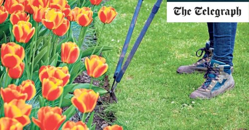 Top tips for getting your lawn in its best shape to get your garden ready for summer 2022