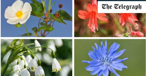 20 tough-as-boots plants ready for any weather