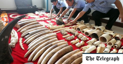 Police arrest 'kingpin' of Asia's biggest wildlife smuggling syndicate