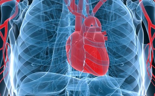 Heart repair protein discovered by scientists