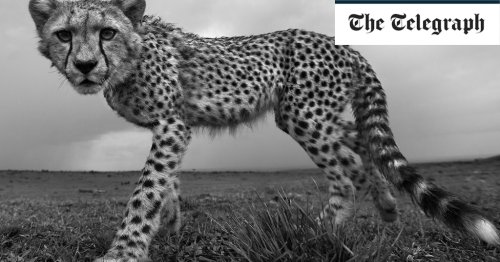 Call of the wild: photographer Anup Shah on capturing the perfect shot