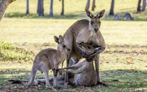 Heartbreaking pictures show mother kangaroo reaching for joey one last time before dying in male companion's arms