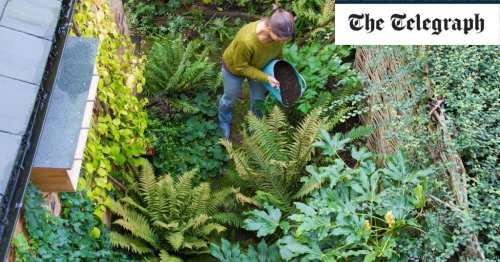 How to feed neglected soil and tips for herbs, by garden expert Helen Yemm