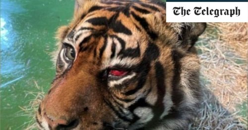 Tiger's sight saved in 'world first' operation