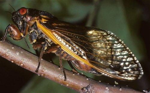 Swarmageddon: America braces for cicada plague of Biblical proportions