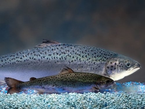 First genetically modified salmon cleared to enter human food chain
